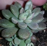 Лот: 8226672. Фото: 3. синокрассула sinocrassula densirosulata... Растения и животные