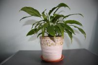 Лот: 20076798. Фото: 3. Спатифиллум узколистный с горшком... Растения и животные