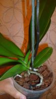 Лот: 5710298. Фото: 3. Орхидея фаленопсис F57(отцвела... Растения и животные