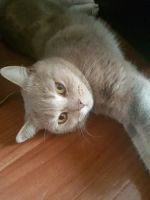 Лот: 9440431. Фото: 2. Британский кот. Животные и уход