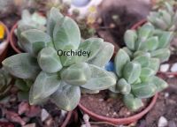 Лот: 7778804. Фото: 2. Пахифитум компактный (Pachyphytum... Комнатные растения и уход