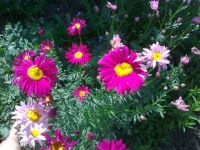 Лот: 7718547. Фото: 3. Пиретрум (персидская ромашка... Для дачи, дома, огорода, бани, парка