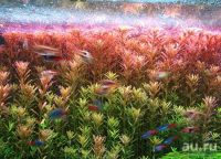 Лот: 13670010. Фото: 2. Ротала (Rotala Indica). Аквариумистика
