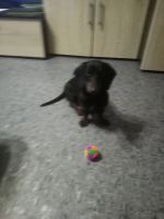 Лот: 17490773. Фото: 2. Продам щенка таксы 7 месяцев. Животные и уход