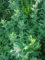 Лот: 2973285. Фото: 3. Шалфей. Для дачи, дома, огорода, бани, парка