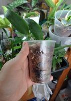 Лот: 18308921. Фото: 6. Орхидея каттлея Lc. Sagarik Wax