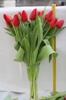 Лот: 3617091. Фото: 16. Тюльпаны к 8 МАРТА! Крупный и...