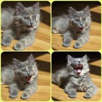 Лот: 2919559. Фото: 3. Солнечная котейка!. Растения и животные