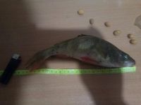 Лот: 12612434. Фото: 2. Окунь свежий мороженный. Продукты