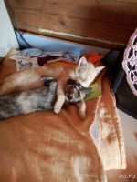 Лот: 10737295. Фото: 3. Отдам котят в хорошие руки. Растения и животные