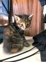 Лот: 18033268. Фото: 7. Котята ищут дом