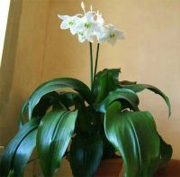 Лот: 24384305. Фото: 2. Комнатный. Комнатные растения и уход