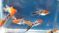 Лот: 11834516. Фото: 6. Куплю Меченосцы