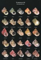 Лот: 2227857. Фото: 3. A Conchological Iconography -... Красноярск