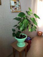 Лот: 10883049. Фото: 2. Гибискус (Китайская роза). Комнатные растения и уход