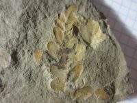 Лот: 17859958. Фото: 2. Окаменелость Палеозой Карбон 4. Коллекционирование, моделизм