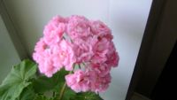 Лот: 4396324. Фото: 3. Пеларгония Australian Pink Rosebud... Растения и животные