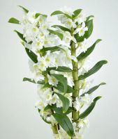Лот: 6720080. Фото: 3. Орхидея Дендробиум. Лот 38. Растения и животные