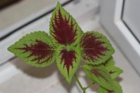 Лот: 3200872. Фото: 2. Колеус (крапивка) 10. Комнатные растения и уход