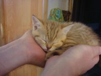 Лот: 7006079. Фото: 5. Британский котенок
