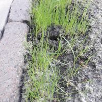 Лот: 11047933. Фото: 10. Газон на любом участке - Гидропосев