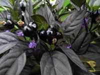 Лот: 5296585. Фото: 4. Перец острый Black Pearl Hot... Красноярск