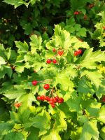 Лот: 25297044. Фото: 14. 2-комн. дача , СО Дружба СО Дружба...
