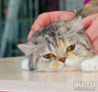 Лот: 9746717. Фото: 4. Взрослая кошечка ищет семью. Красноярск
