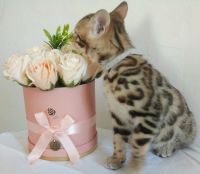 Лот: 15788741. Фото: 4. бенгальский котенок CASSY. Красноярск