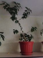 Лот: 7583902. Фото: 2. Роза комнатная. Комнатные растения и уход