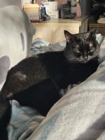 Лот: 25793697. Фото: 2. Шотландский прямоухий кот Бакс. Животные и уход