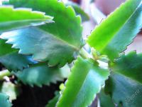 Лот: 1307101. Фото: 2. Каланхоэ Дегремона (лекарственное... Комнатные растения и уход