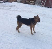 Лот: 10702723. Фото: 5. Собака- компаньон и друг !