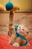 Лот: 2436375. Фото: 2. Шотландский вислоухий котёнок. Животные и уход