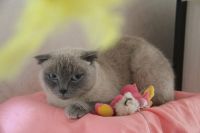 Лот: 16452769. Фото: 2. Лали. Животные и уход