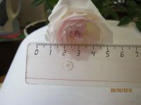 Лот: 5721772. Фото: 6. роза цветет розовым