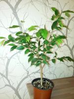 Лот: 7521701. Фото: 4. фикус пёстрый. Красноярск
