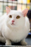 Лот: 9727381. Фото: 2. Шикарный кот бнесплатно. Животные и уход
