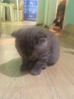 Лот: 16411810. Фото: 3. Котята шотландские. Растения и животные