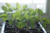 Лот: 4151008. Фото: 2. рассада перца. Семена, рассада, садовые растения