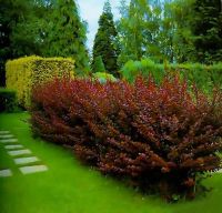 Лот: 10547184. Фото: 2. Барбарис. Продукты