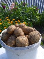 Лот: 19323156. Фото: 2. Картофель домашний, новый урожай... Продукты