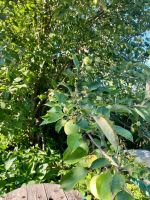 Лот: 25716446. Фото: 15. 2-комн. дача , садоводческое некоммерческое...