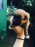 Лот: 5895973. Фото: 4. Маленькие друзья!. Красноярск