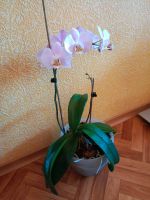 Лот: 24764259. Фото: 2. Орхидея взрослое растение, начинает... Комнатные растения и уход