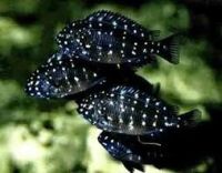 Лот: 16200051. Фото: 3. Трофеус Звезчатый (Tropheus duboisi... Растения и животные