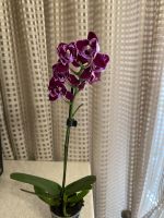 Лот: 18861679. Фото: 2. Орхидея Фаленопсис Cranberry Cha... Комнатные растения и уход