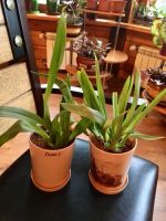 Лот: 8290406. Фото: 2. Орхидея Камбрия. Комнатные растения и уход