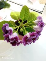 Лот: 22167879. Фото: 3. Глоксинии. Растения и животные