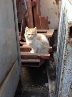 Лот: 4317918. Фото: 6. Котята в дар